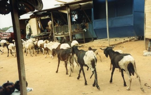 African Store with Goats305