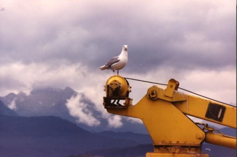 Alaska sea gull on heavy equipment_tif322