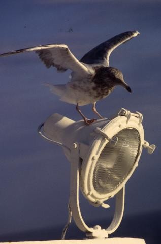 Cape Cod seagull_tif480