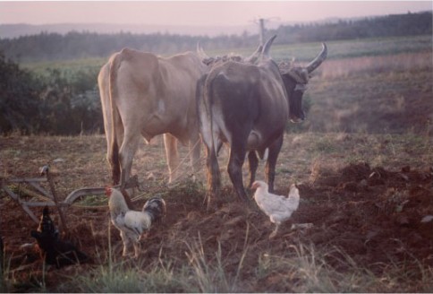 Cuban Cows328