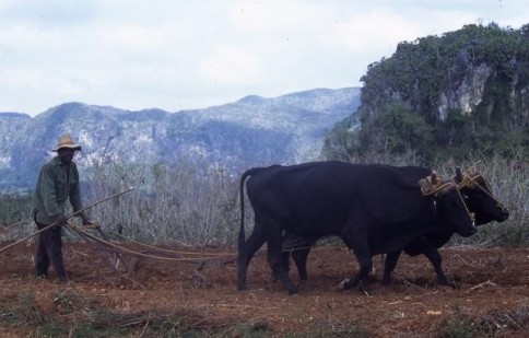 Cuban Plowing309