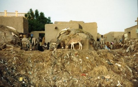 Donkeys in African Village304