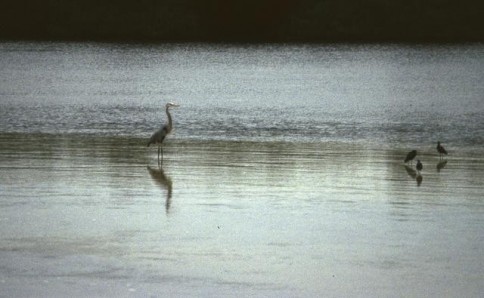 Great blue heron_tif298