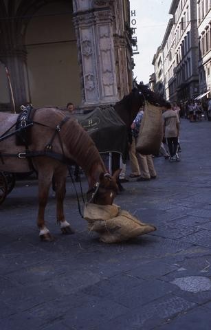 Italian Horse 1480