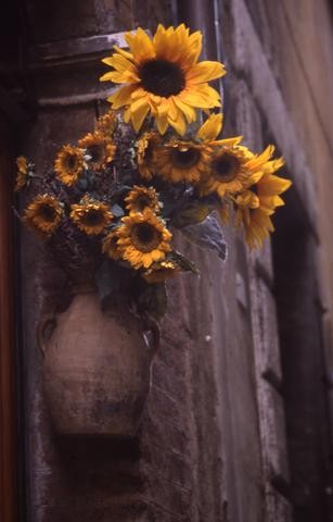 Italian Sunflowers 01_tif480