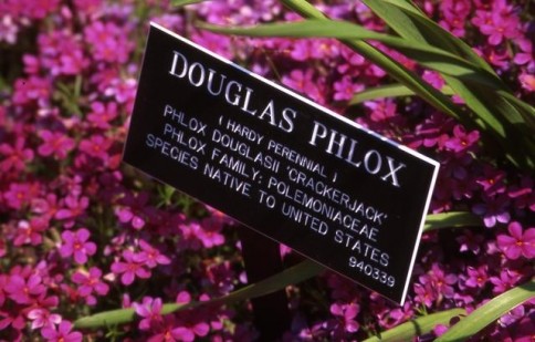 Phlox in botanical garden_tif309