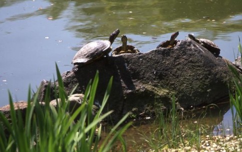 Turtles 01303