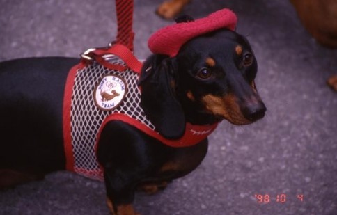 Daschund in Beret309