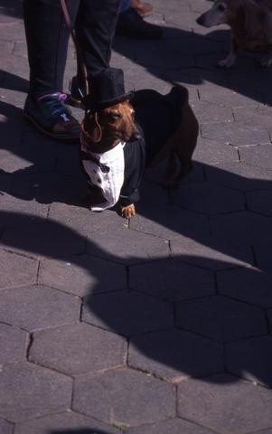 Daschund in Top Hat480